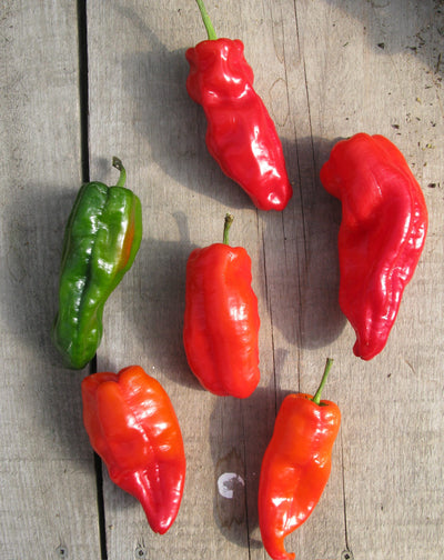 Poivron rouge 'Frank's' bio