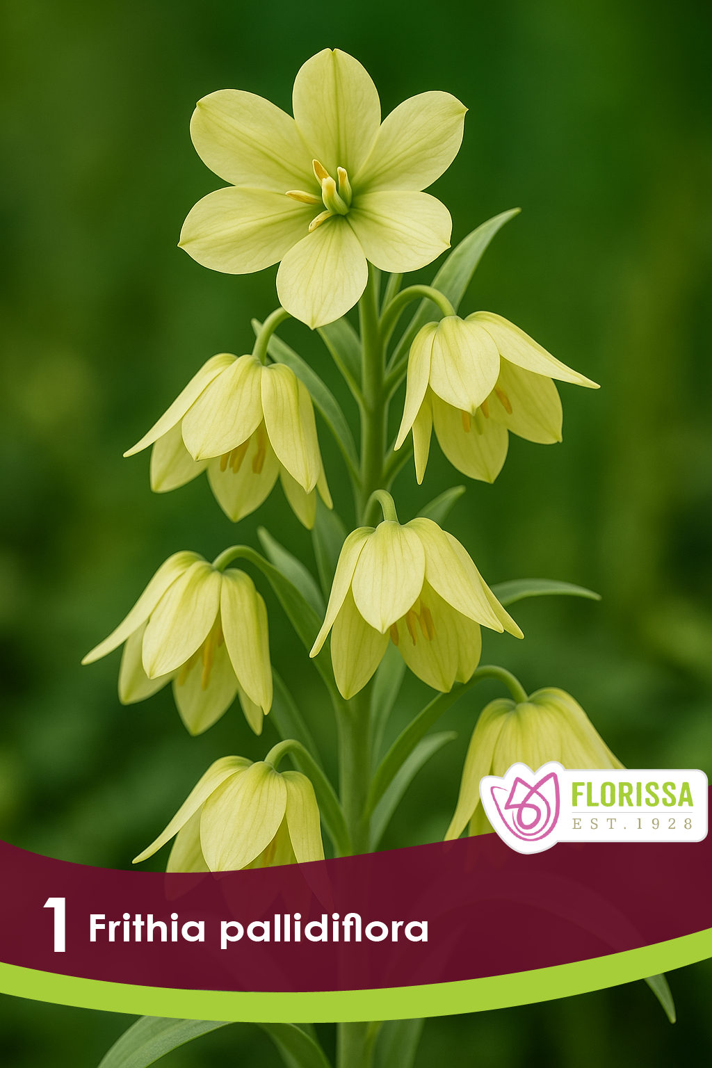 Fritillaria pallidiflora