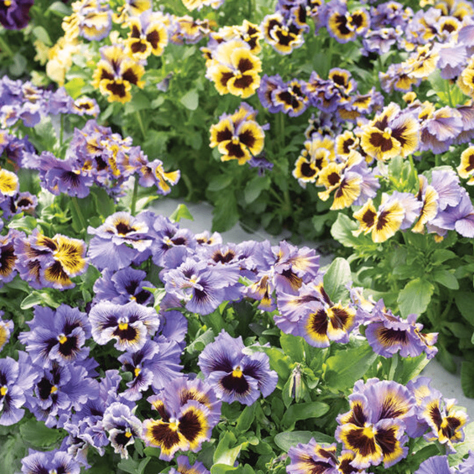 Violette 'Frizzle Sizzle Yellow Blue Swirl' bio