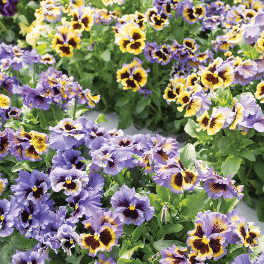 Violette 'Frizzle Sizzle Yellow Blue Swirl' bio