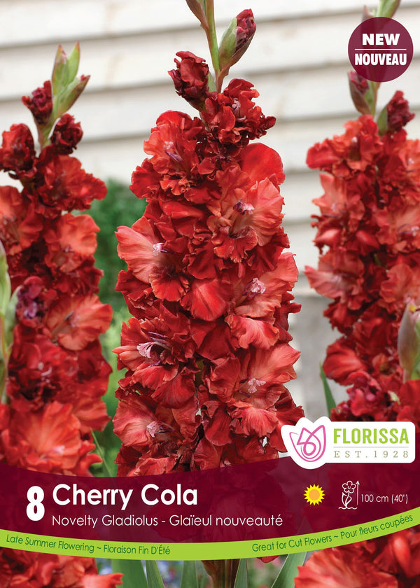 Gladiolus 'Cherry Cola'