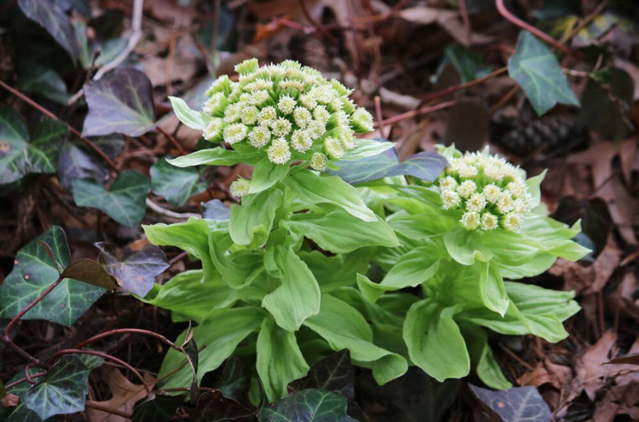 Packet of approximately 5 ecologically grown fuki Japanese butterbur seeds ( Petasites japonicus ). This large moisture-loving perennial must be grown in a completely contained site because its rhizomes spread vigorously. The Gaia label lists 4 weeks of cold stratification, a sowing depth of 1/8 inch, and emergence in 14 to 21 days after stratification.