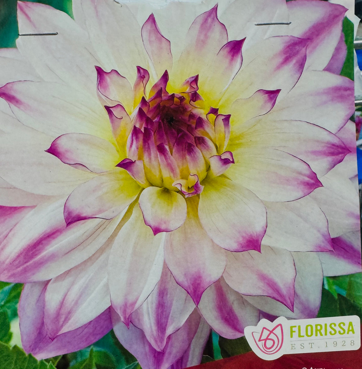 Dahlia géant ‘Ferncliff Illusion’ ( Dahlia ) : un dahlia blanc aux pointes pourpres et au cœur jaune. Le visuel Florissa présente la plante et son nom dans la partie inférieure de l’étiquette. La photographie occupe presque toute la surface, tandis que le bandeau du bas rassemble les indications du produit. Cette vue permet de reconnaître son apparence et de distinguer la variété présentée.