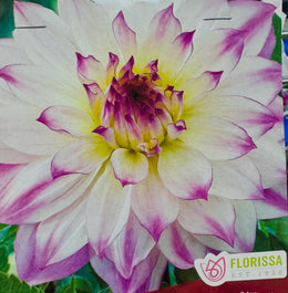 Dahlia 'Ferncliff Illusion'