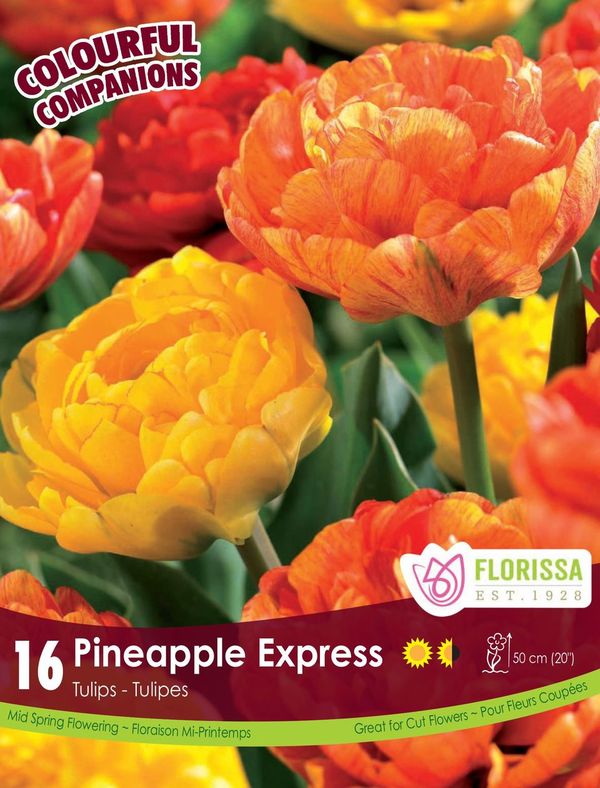 Harmonie florale Pineapple Express ( Tulipa spp.) : des tulipes doubles jaunes et orange. Le visuel Florissa présente la plante et son nom dans la partie inférieure de l’étiquette. La photographie occupe presque toute la surface, tandis que le bandeau du bas rassemble les indications du produit. Cette vue permet de reconnaître son apparence et de distinguer la variété présentée.