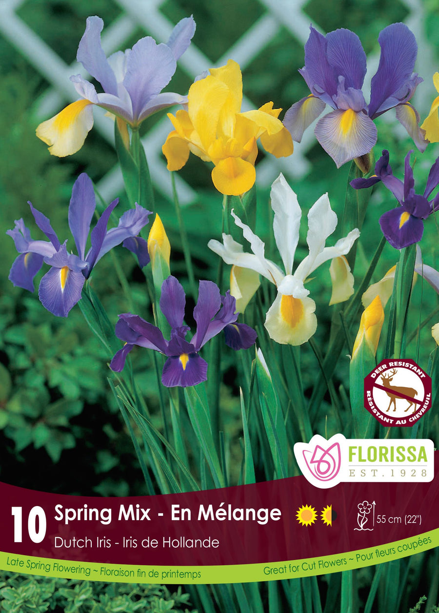 Iris Hollandais Spring Mix