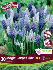 Harmonie florale Magic Carpet Ride (<em>Muscari</em> spp.)