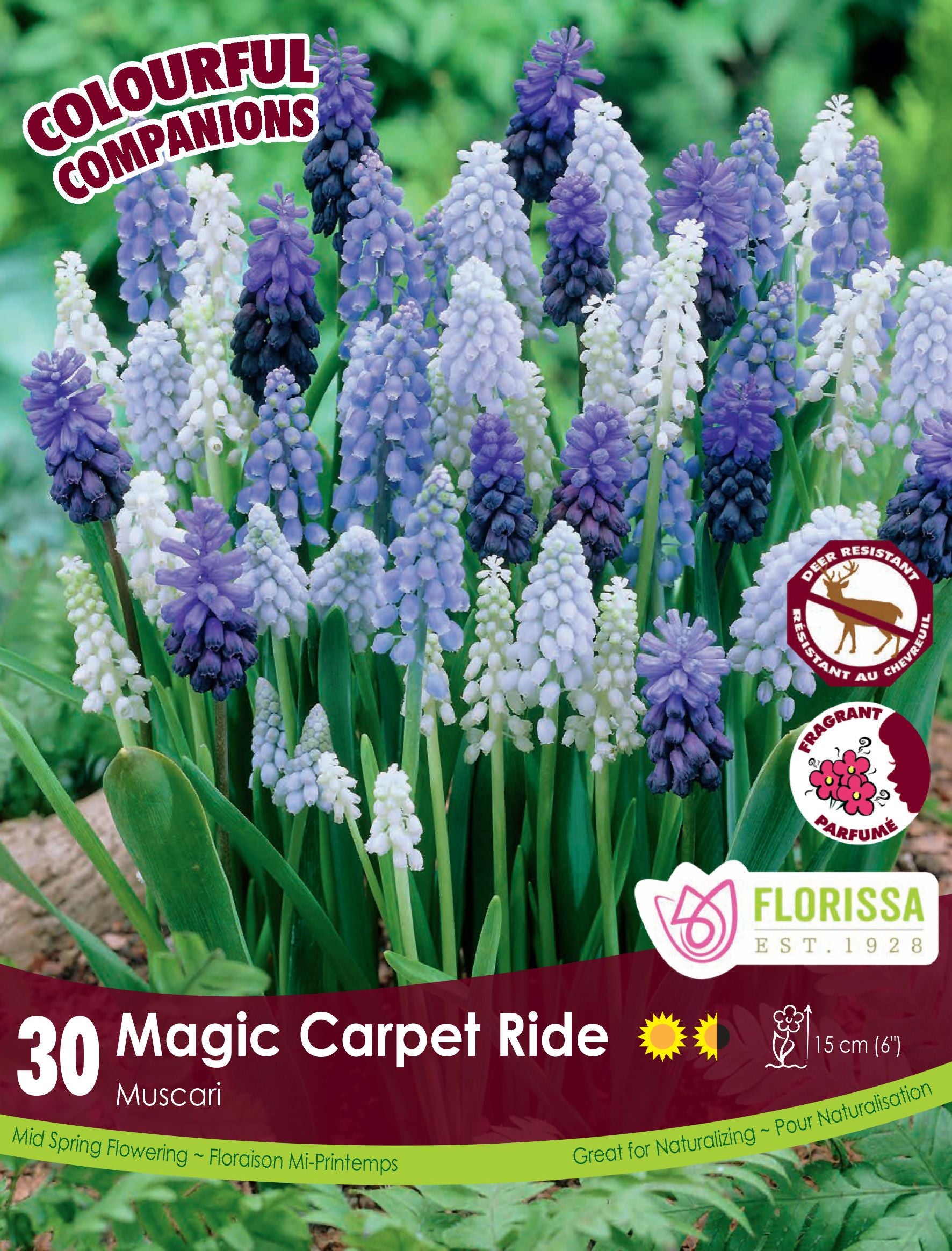 Harmonie florale Magic Carpet Ride (<em>Muscari</em> spp.)