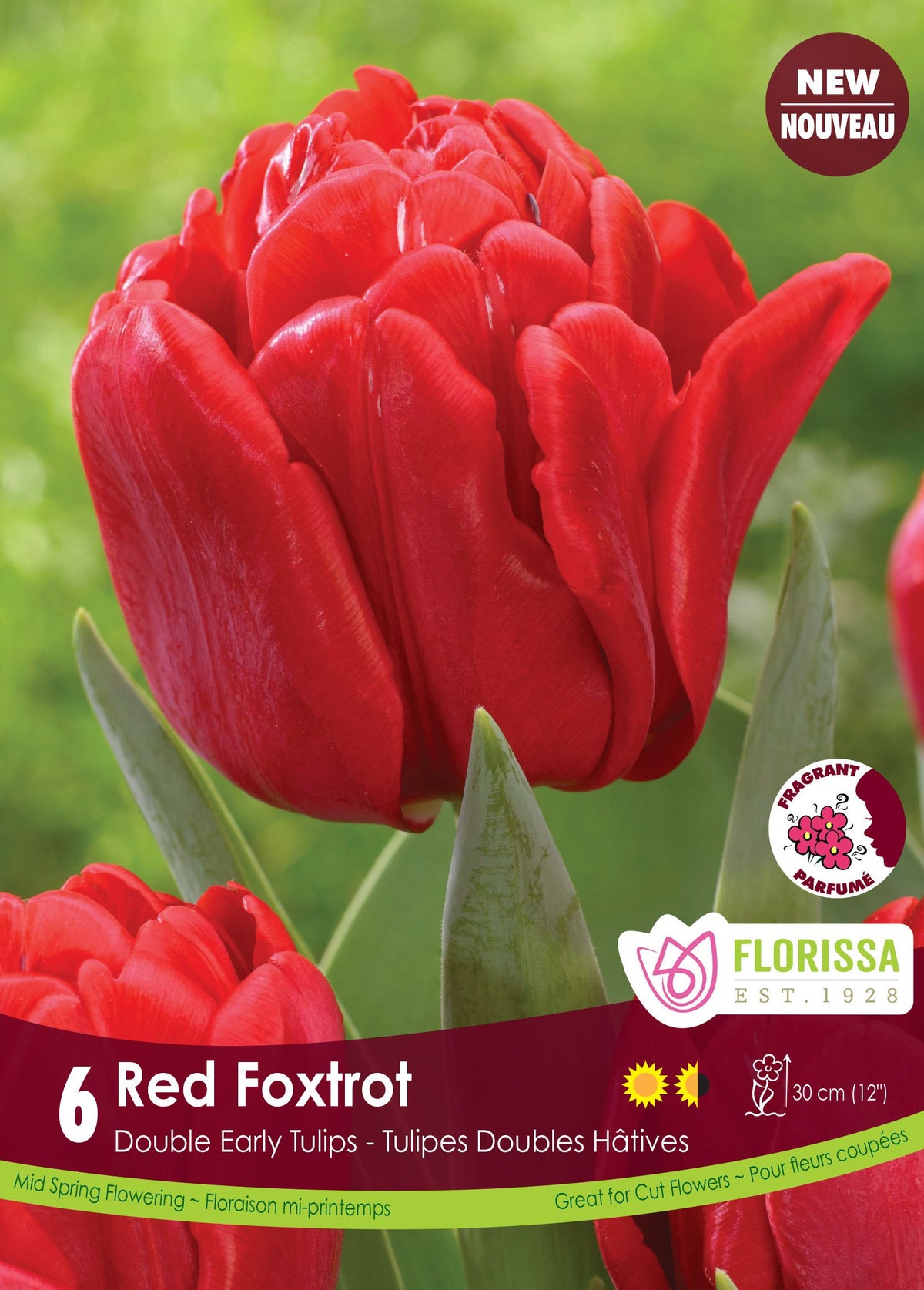  Red Foxtrot Tulip