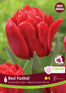  Red Foxtrot Tulip