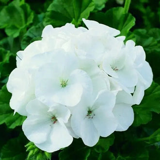 Image of Maverick™ White F1 geranium showing the variety and its visible characteristics to help identify the product before sowing. Maverick™ White F1 geranium is an ornamental flowers variety offered as seed for gardeners who want clear, practical product information. Confirmed details include maturity:, height:, spread:, colour: white. The packet contains approximately 15 seeds, and the formulation is f1 hybrid, film-coated.