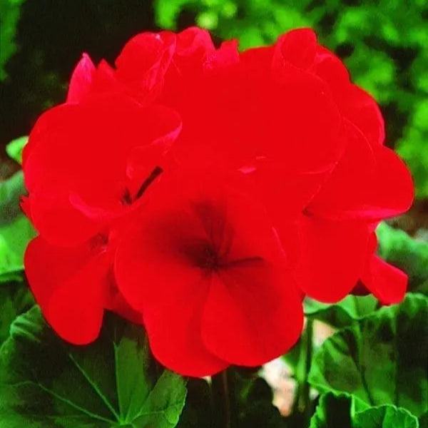 Photo de Géranium Maverick™ Red F1. La couleur caractéristique est : rouge. Le visuel permet d’observer les contours, les teintes et la disposition des éléments présentés. Les détails de forme et les contrastes donnent un aperçu de l’apparence de cette plante ou de sa récolte. Cette photographie accompagne la variété nommée afin de l’identifier dans la sélection de semences.