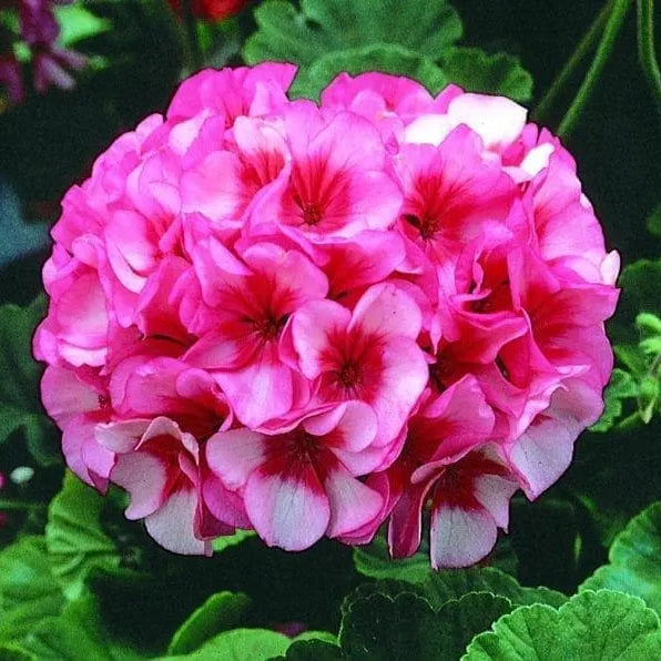 Photo de Géranium Maverick™ Star F1. La couleur caractéristique est : bicolore rose & blanc. Le visuel permet d’observer les contours, les teintes et la disposition des éléments présentés. Les détails de forme et les contrastes donnent un aperçu de l’apparence de cette plante ou de sa récolte. Cette photographie accompagne la variété nommée afin de l’identifier dans la sélection de semences.
