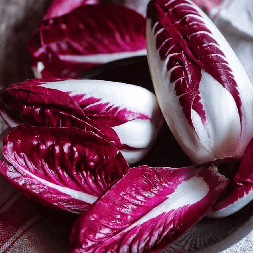 Radicchio 'Rouge de Verona' bio