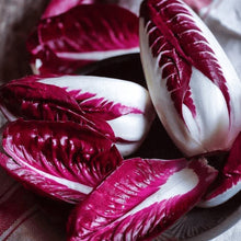 Radicchio 'Red of Verona' organic