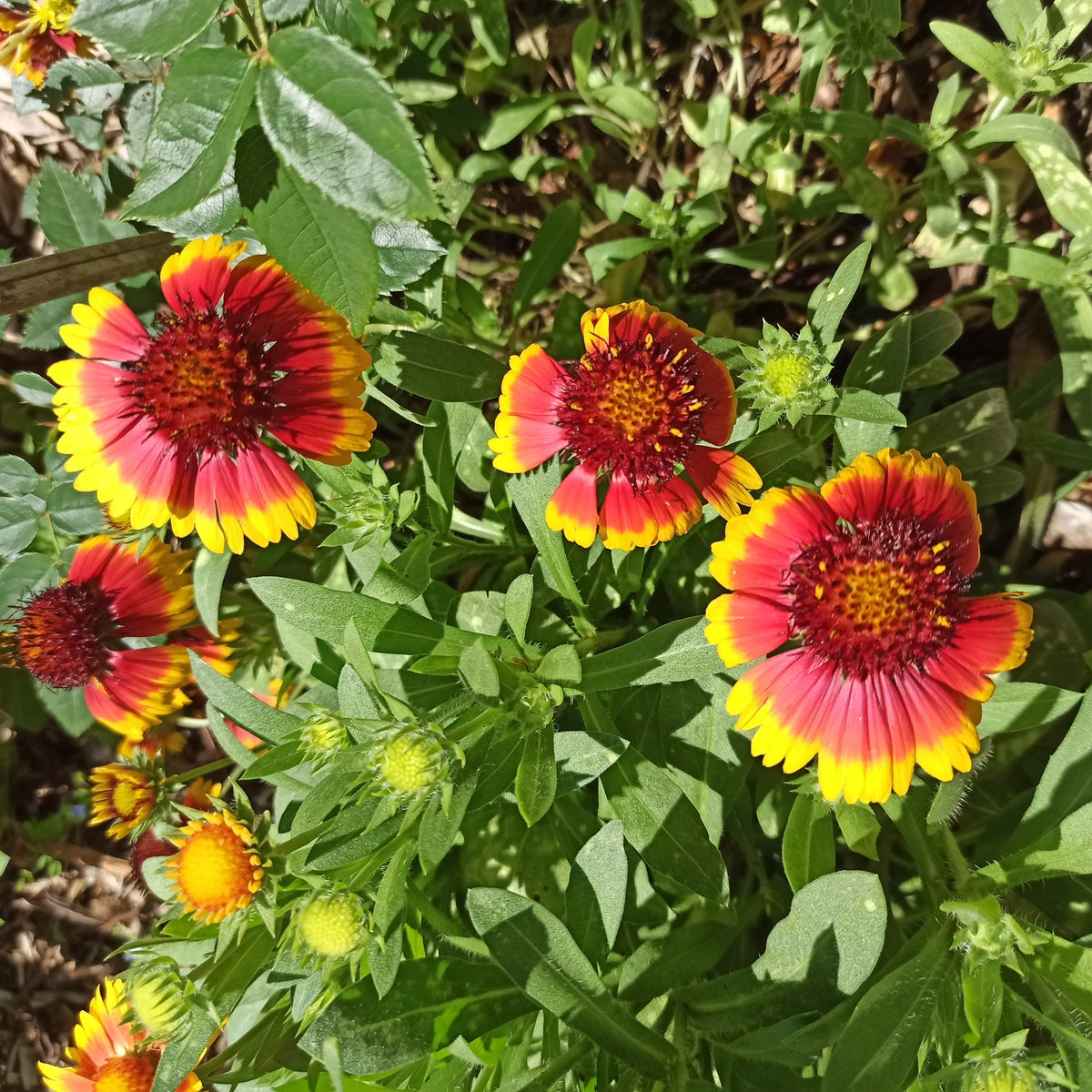 Common Blanketflower