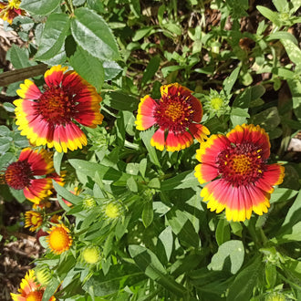 Image officielle de Gaillarde Aristée, Gaillardia aristata, associée au petit sachet de semences.