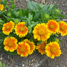 Blanket Flower Arizona Apricot