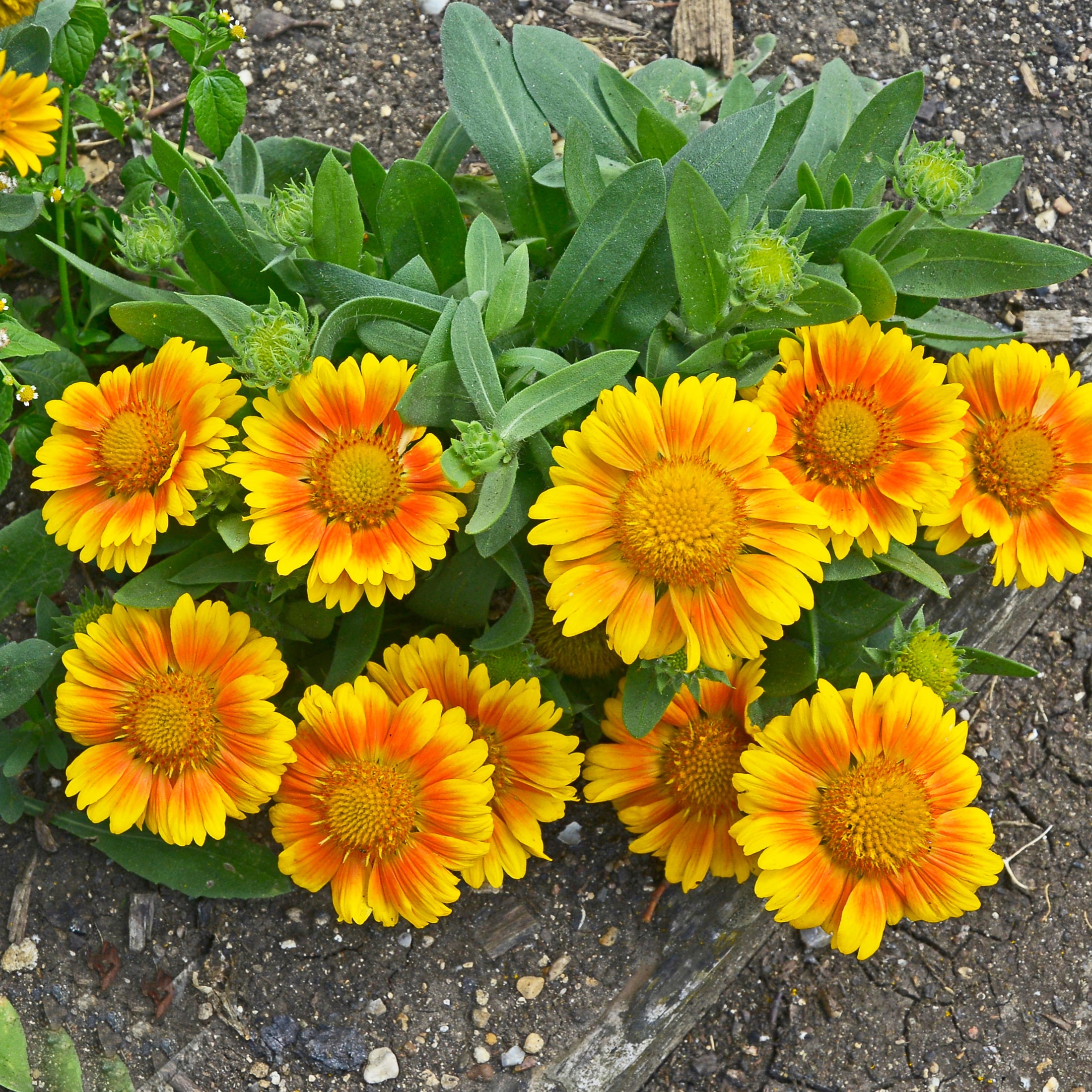 Blanket Flower Arizona Apricot
