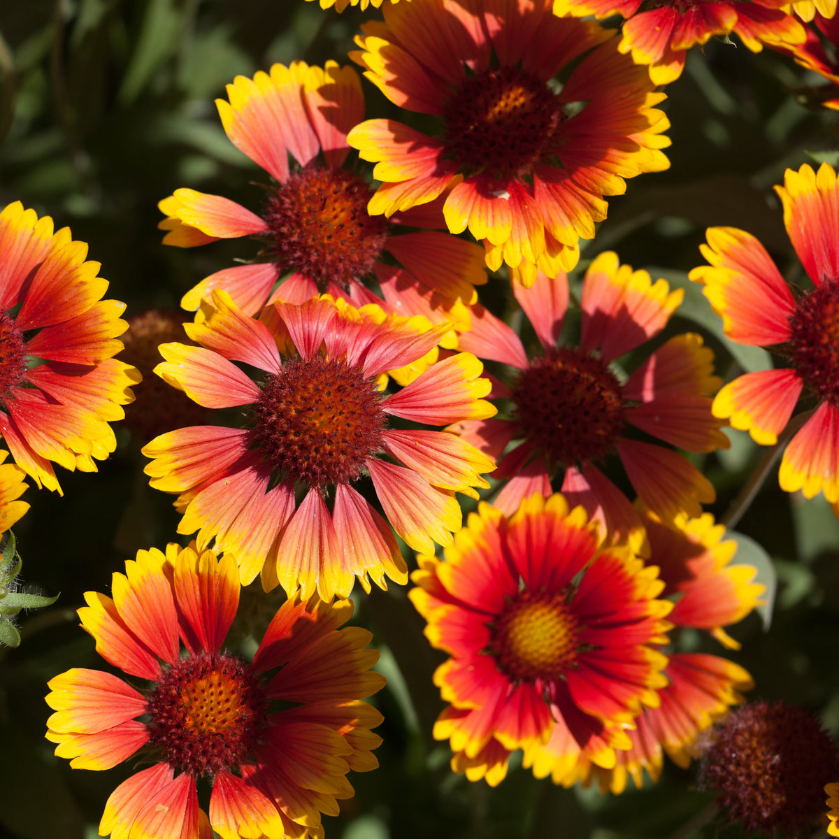 Photo de Gaillarde 'Arizona Sun'. La couleur caractéristique est : bicolore jaune & rouge. Le visuel permet d'observer les contours, les teintes et la disposition des éléments présentés. Les détails de forme et les contrastes donnent un aperçu de l'apparence de cette plante ou de sa récolte. Cette photographie accompagne la variété nommée afin de l'identifier dans la sélection de semences.