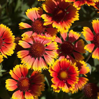 Photo de Gaillarde 'Arizona Sun'. La couleur caractéristique est : bicolore jaune & rouge. Le visuel permet d'observer les contours, les teintes et la disposition des éléments présentés. Les détails de forme et les contrastes donnent un aperçu de l'apparence de cette plante ou de sa récolte. Cette photographie accompagne la variété nommée afin de l'identifier dans la sélection de semences.