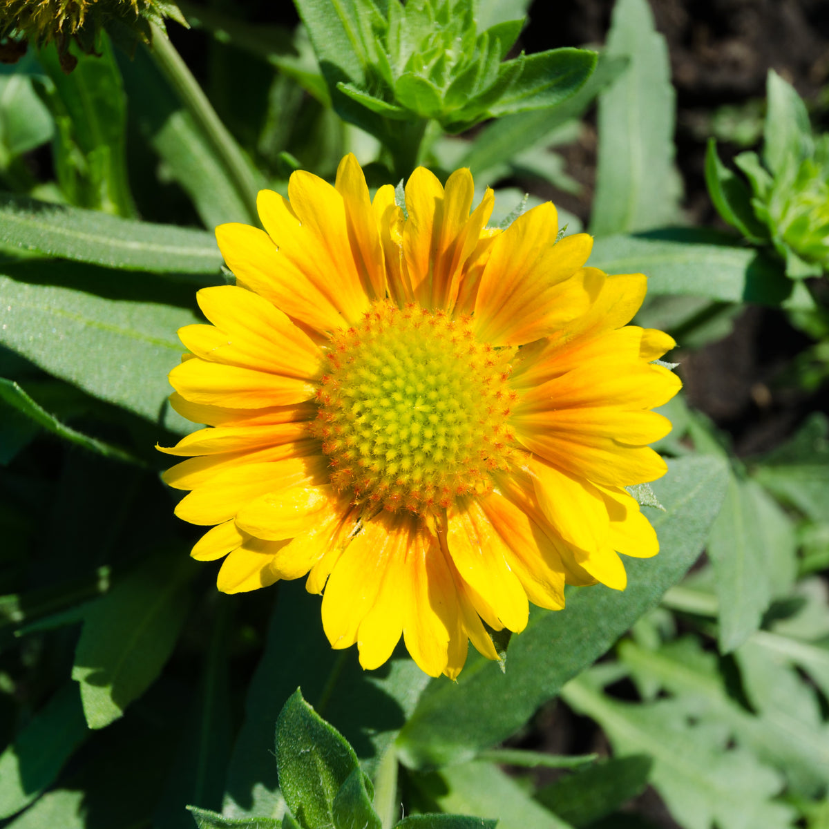Gaillardia 'Hybrid Yellow Mesa'