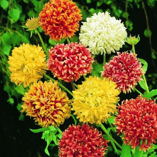 Gaillarde 'Lorenziana Double Mix' organic