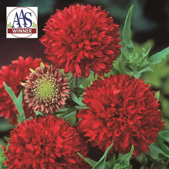 Photo de Gaillarde 'Red Plume'. La couleur caractéristique est : rouge. Le visuel permet d'observer les contours, les teintes et la disposition des éléments présentés. Les détails de forme et les contrastes donnent un aperçu de l'apparence de cette plante ou de sa récolte. Cette photographie accompagne la variété nommée afin de l'identifier dans la sélection de semences.