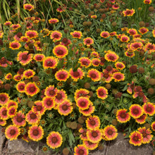 Gaillardia 'Grandiflora'