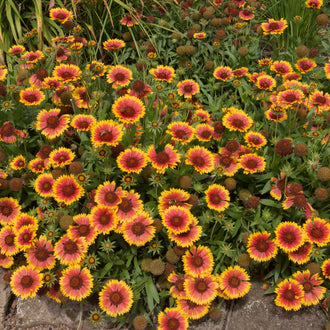Une masse de petites fleurs jaunes et rouge brun s’étend parmi de nombreuses tiges vertes. Les pétales forment des couronnes autour de centres foncés, avec plusieurs boutons ronds encore serrés entre les corolles. Les fleurs se répartissent à différentes hauteurs dans le cadrage. Quelques pierres grises apparaissent dans le bas, sous le feuillage et les tiges.