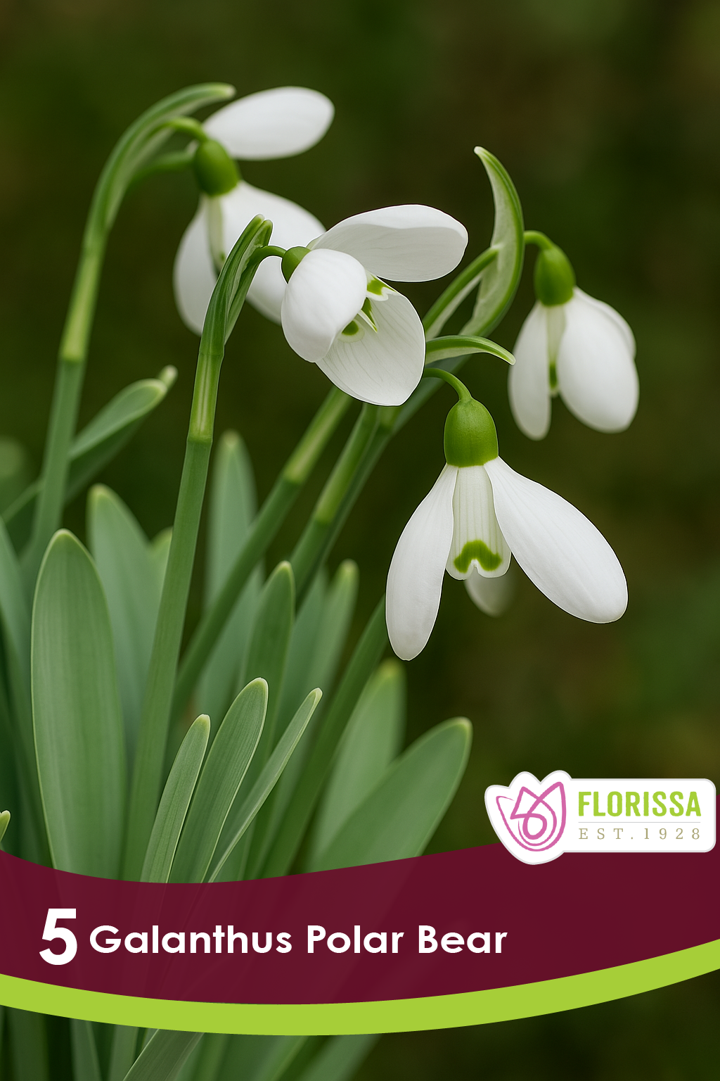 Galanthus Polar Bear