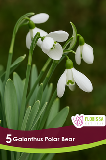 Galanthus Polar Bear