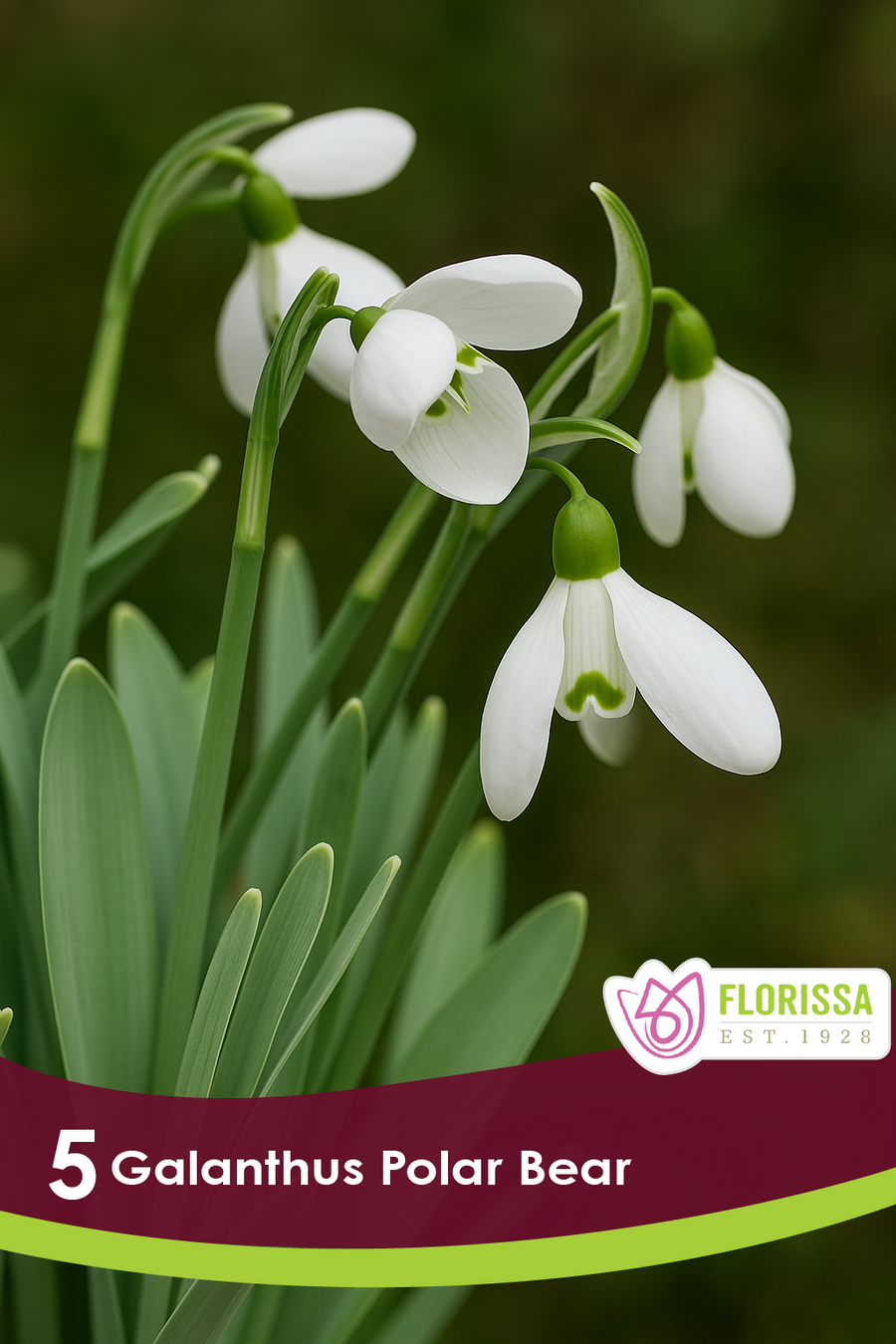 Perce-neige géant ( Galanthus elwesii ‘Polar Bear’) : des perce-neige blancs à marques vertes sur un fond sombre. Le visuel Florissa présente la plante et son nom dans la partie inférieure de l’étiquette. La photographie occupe presque toute la surface, tandis que le bandeau du bas rassemble les indications du produit. Cette vue permet de reconnaître son apparence et de distinguer la variété présentée.