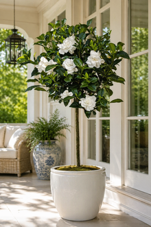Gardenia jasminoides