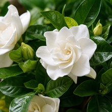 Gros plan d’un Gardenia jasminoides en fleurs blanches parfumées, entouré d’un feuillage vert foncé lustré.