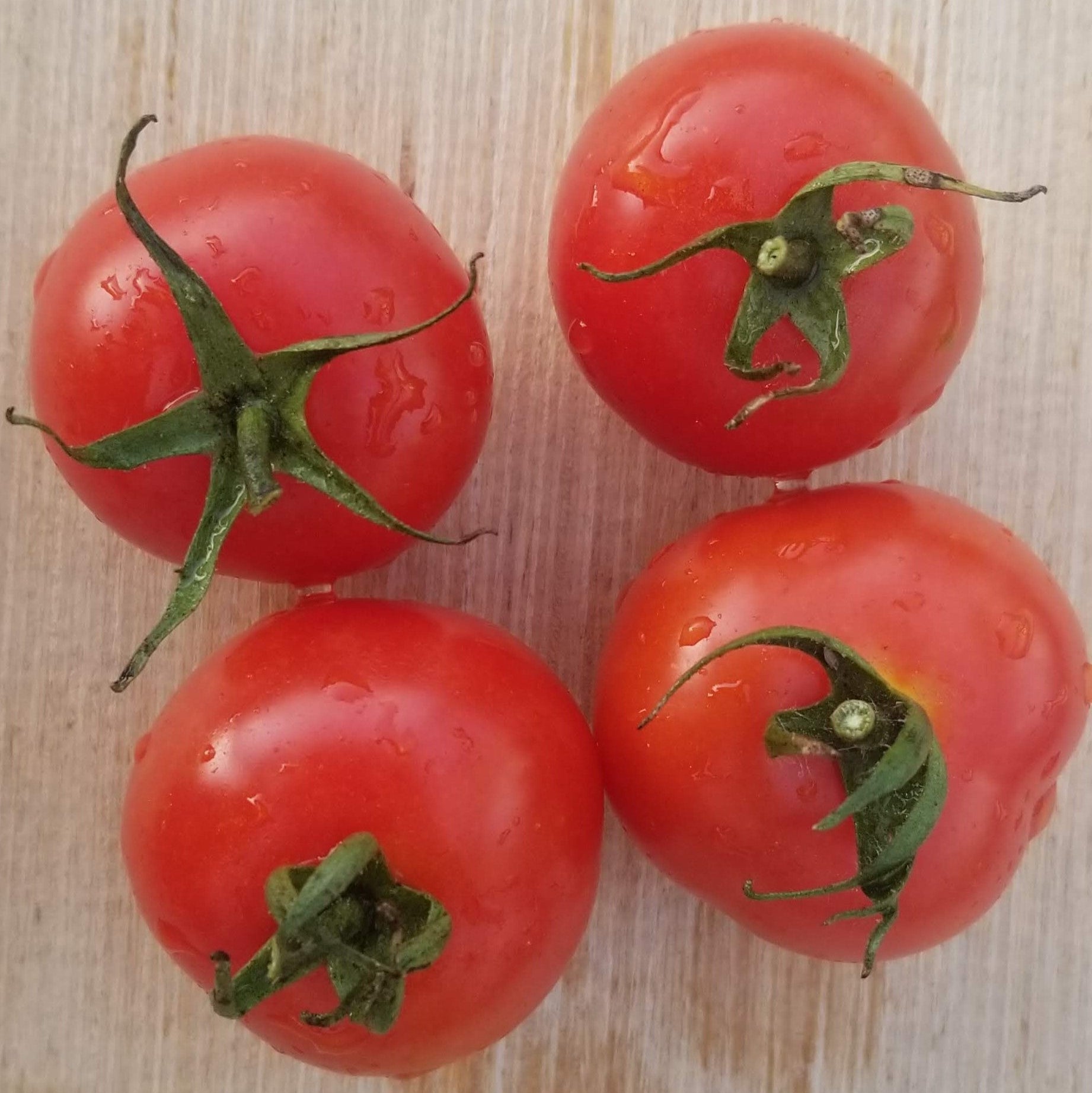 Tomate 'Gardener's Delight' bio