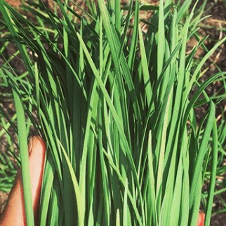 Organic Garlic Chives Seeds by Gaia, product image prepared for Canadian gardeners.