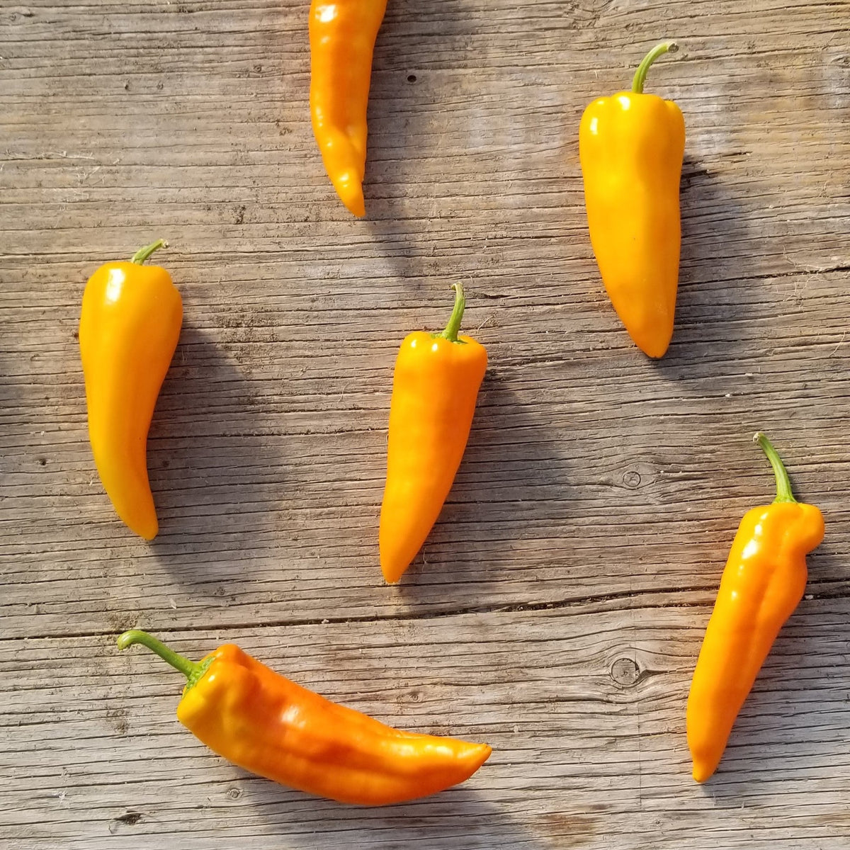 Sweet Pepper 'Gatherer's Gold' organic