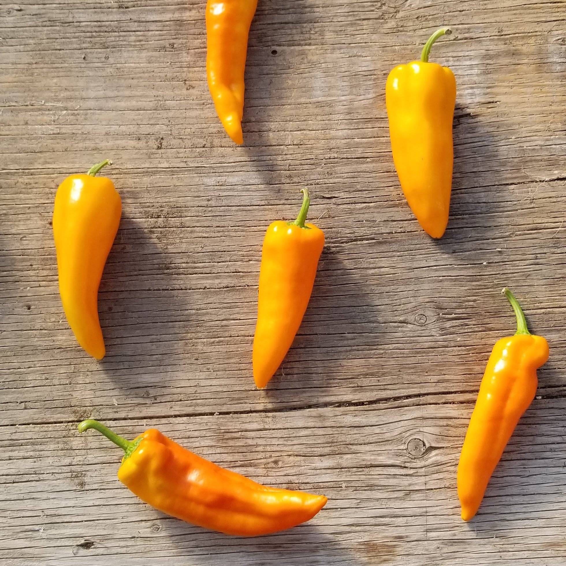 Sweet Pepper 'Gatherer's Gold' organic