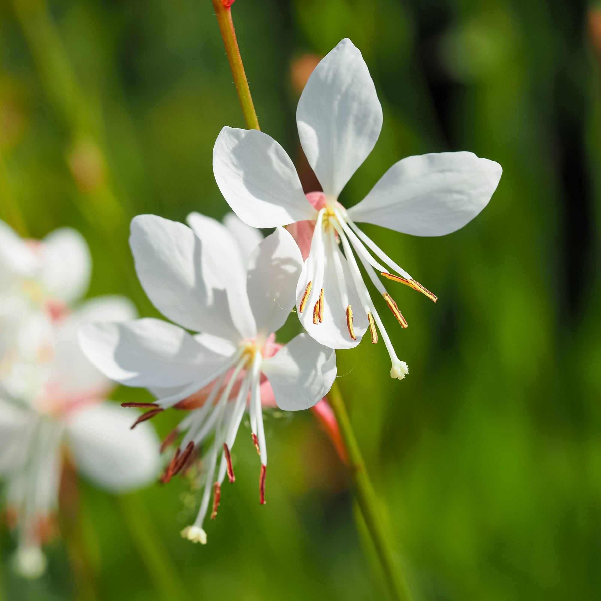 Photo de Gaura Sparkle White. La couleur caractéristique est : blanc. Le visuel permet d’observer les contours, les teintes et la disposition des éléments présentés. Les détails de forme et les contrastes donnent un aperçu de l’apparence de cette plante ou de sa récolte. Cette photographie accompagne la variété nommée afin de l’identifier dans la sélection de semences.