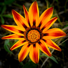 Photo de Gazania Kiss™ Golden Flame F1. La série Kiss™ F1, très appréciée, se distingue par des plants compacts et uniformes, ornés de magnifiques fleurs lumineuses. La couleur caractéristique est : orange strié rouge. Le visuel permet d’observer les contours, les teintes et la disposition des éléments présentés. Les détails de forme et les contrastes donnent un aperçu de l’apparence de cette plante ou de sa récolte.