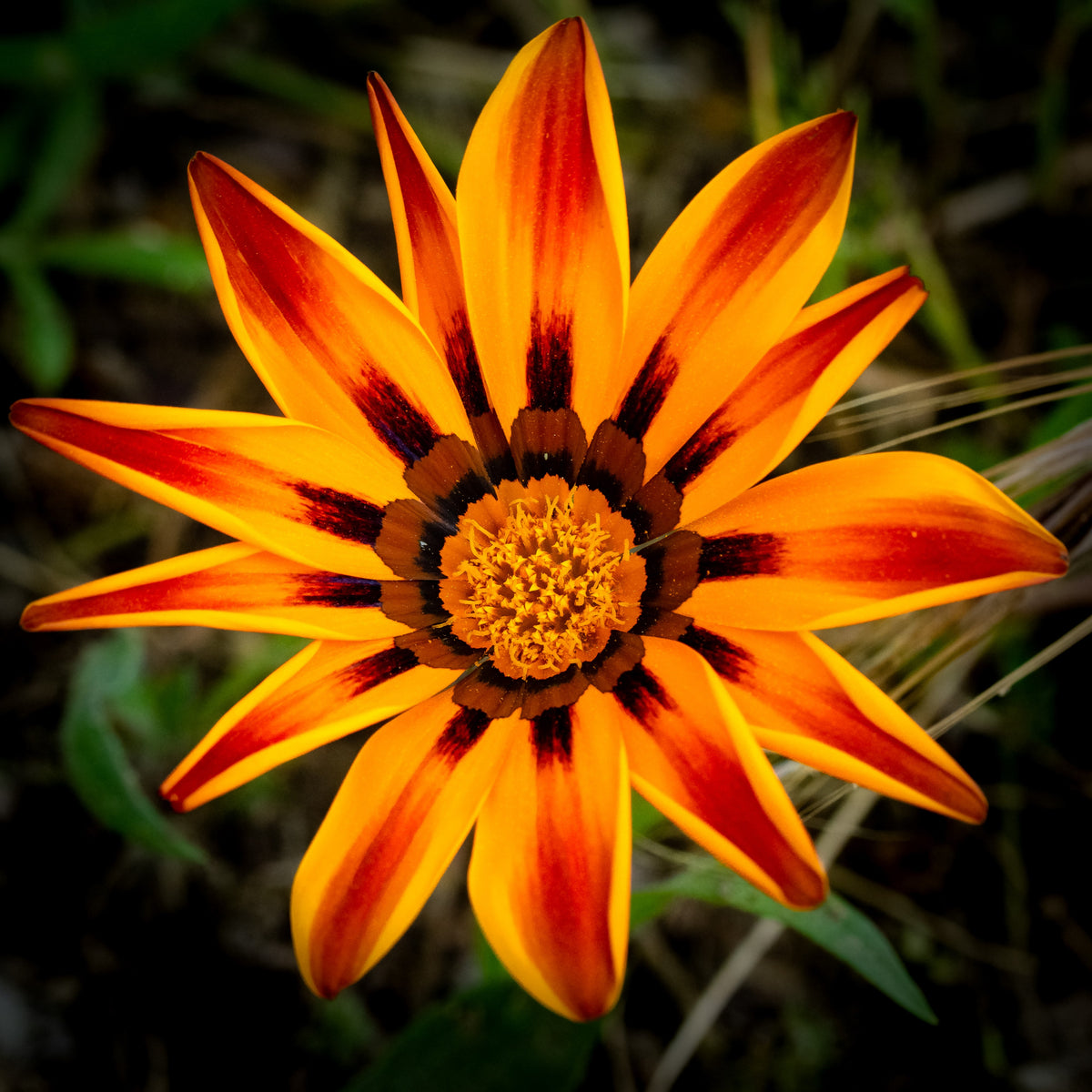 Photo de Gazania Kiss™ Golden Flame F1. La série Kiss™ F1, très appréciée, se distingue par des plants compacts et uniformes, ornés de magnifiques fleurs lumineuses. La couleur caractéristique est : orange strié rouge. Le visuel permet d’observer les contours, les teintes et la disposition des éléments présentés. Les détails de forme et les contrastes donnent un aperçu de l’apparence de cette plante ou de sa récolte.