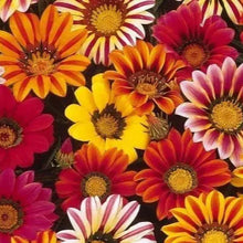 Sunshine Mix gazania (<em>Gazania rigens</em>)