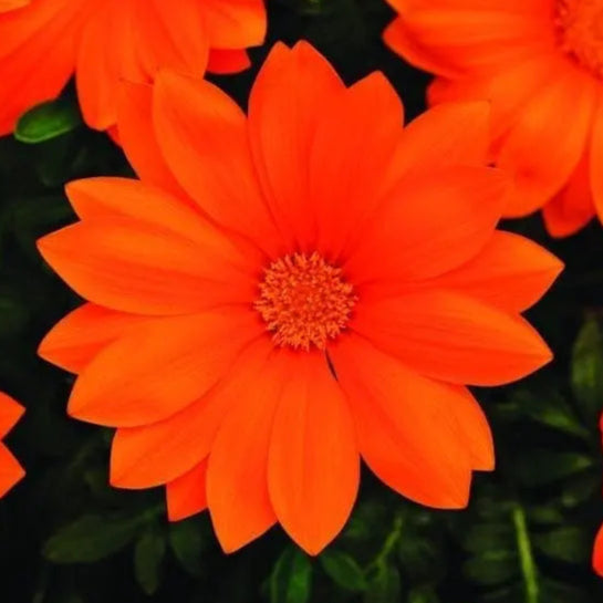 New Day® Clear Orange F1 gazania (<em>Gazania splendens</em>)