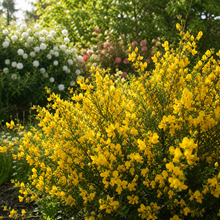 Genista tinctoria 'Royal Gold'
