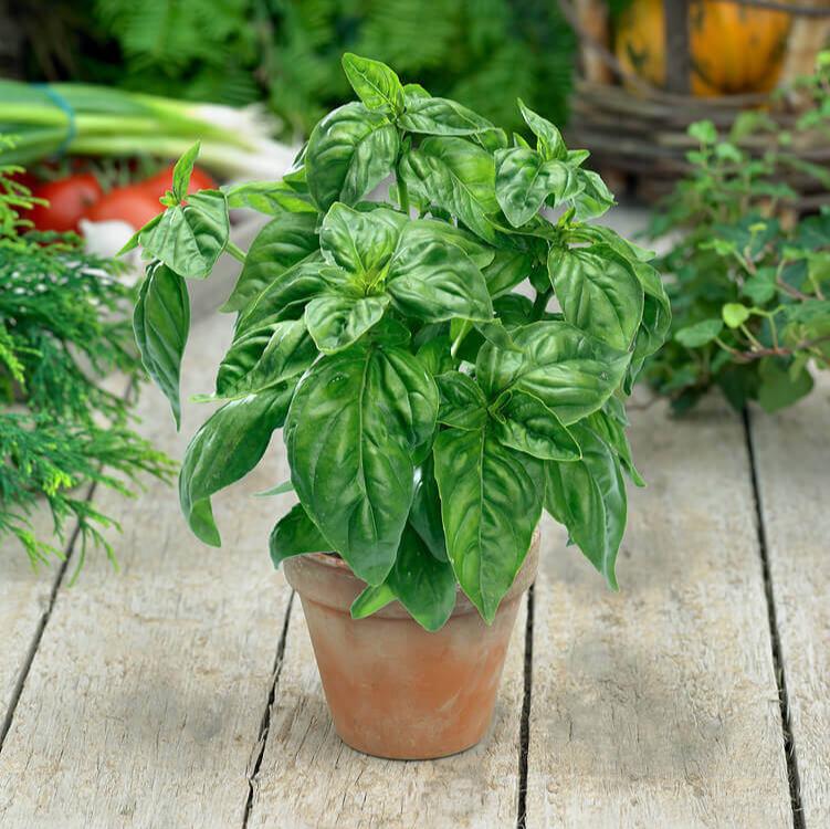 Basilic 'Genovese'