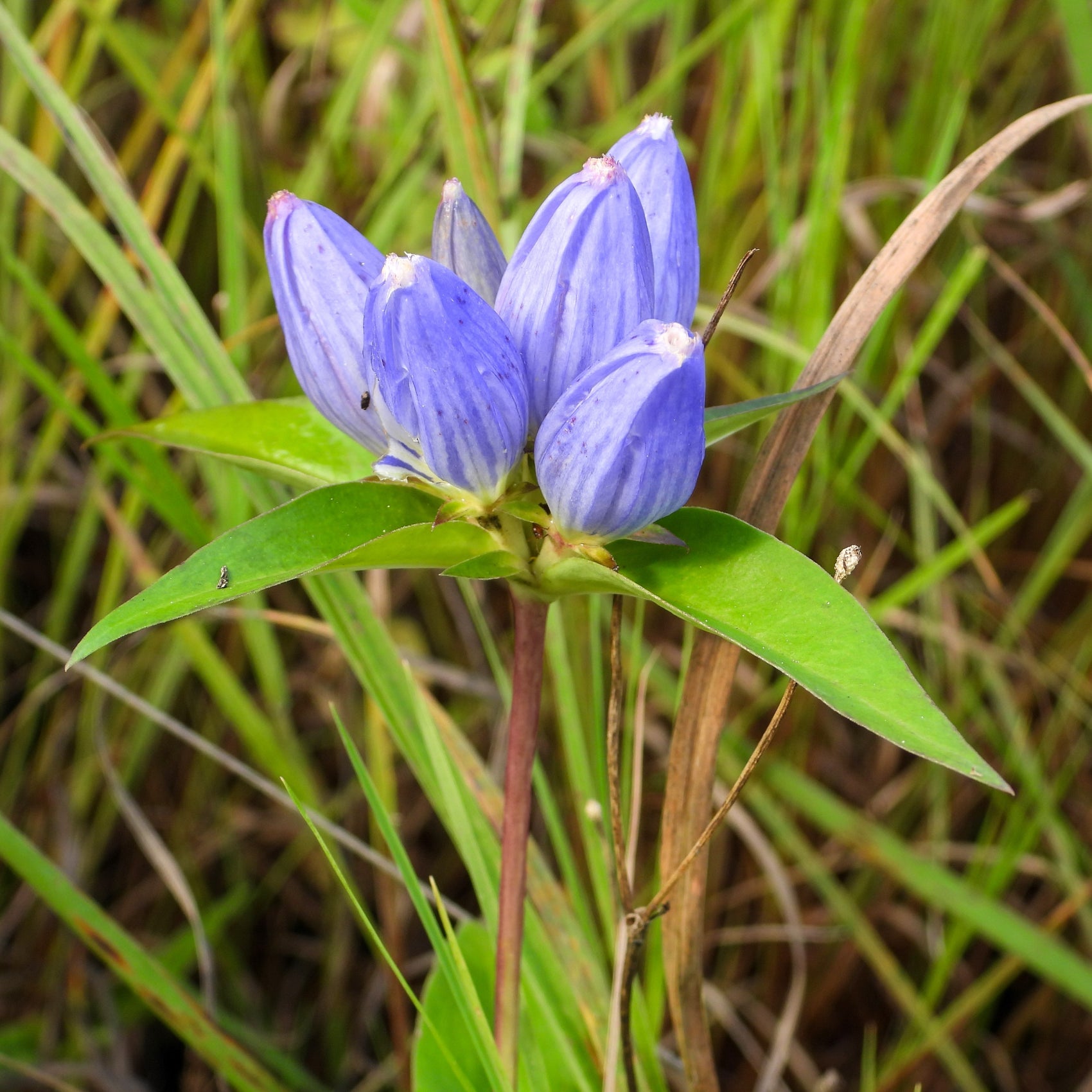 Image officielle de Gentiane D'Andrews, Gentiana andrewsii, associée au petit sachet de semences.