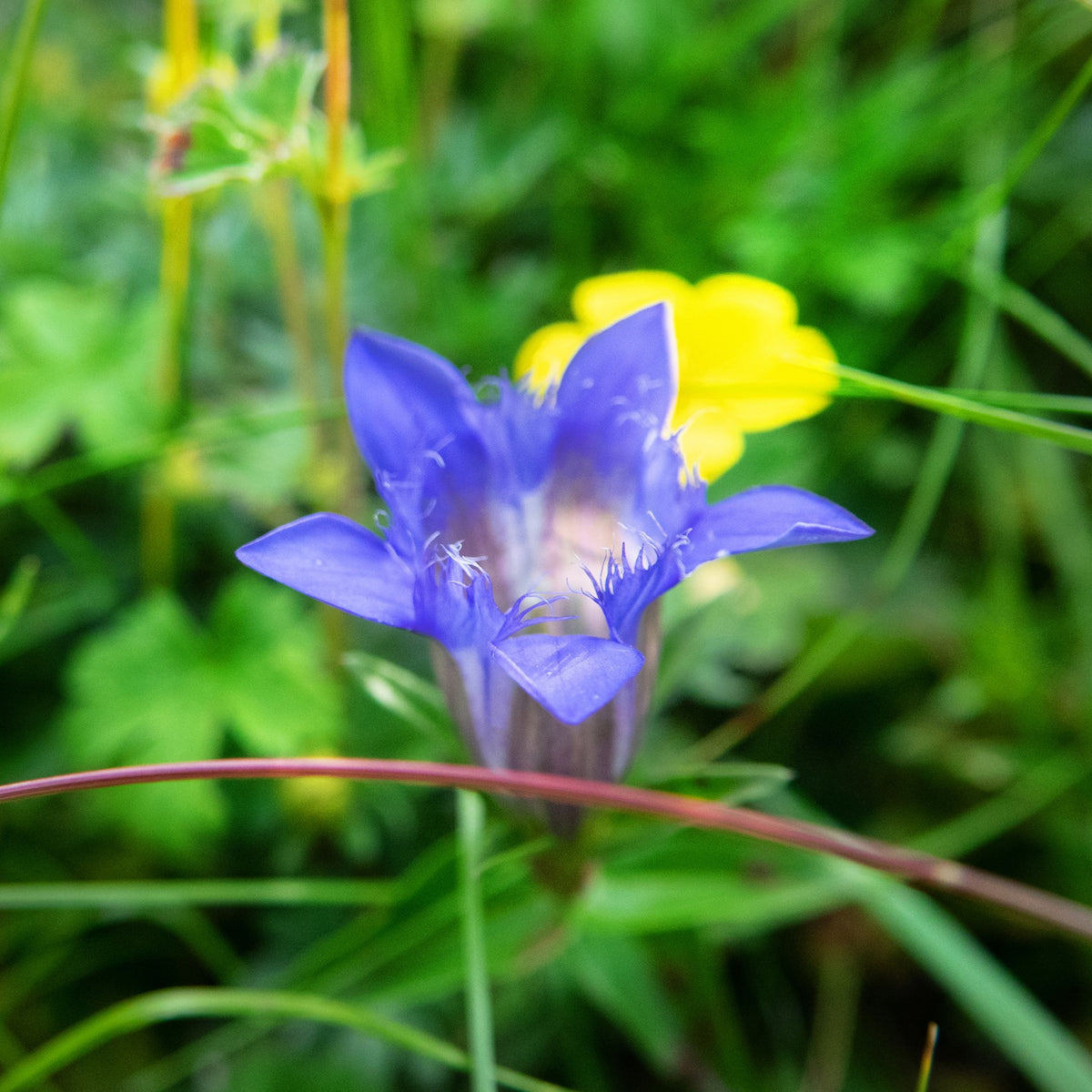 Gentiane Lagodechiana Bleu