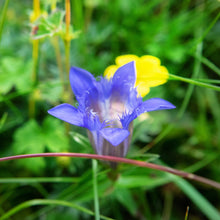 Gentiane Lagodechiana Bleu