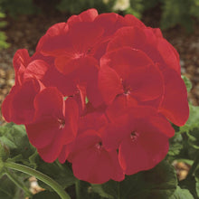 Geranium 'Maverick Scarlet' 